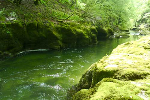 Rivière du Haut Jura